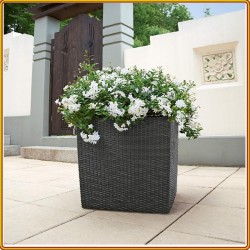 Chậu Cây - Trồng Hoa